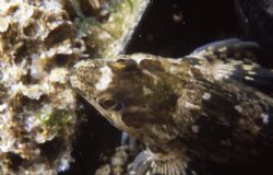 Blenny, shot in Baleal, Portugal, using Nikonos V, 1:1 ex... by Joao Pedro Tojal Loia Soares Silva 